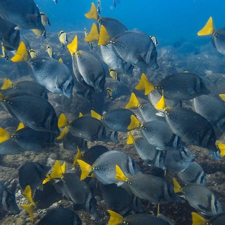 ホテル Sealion Dive Center Topolobampo エクステリア 写真