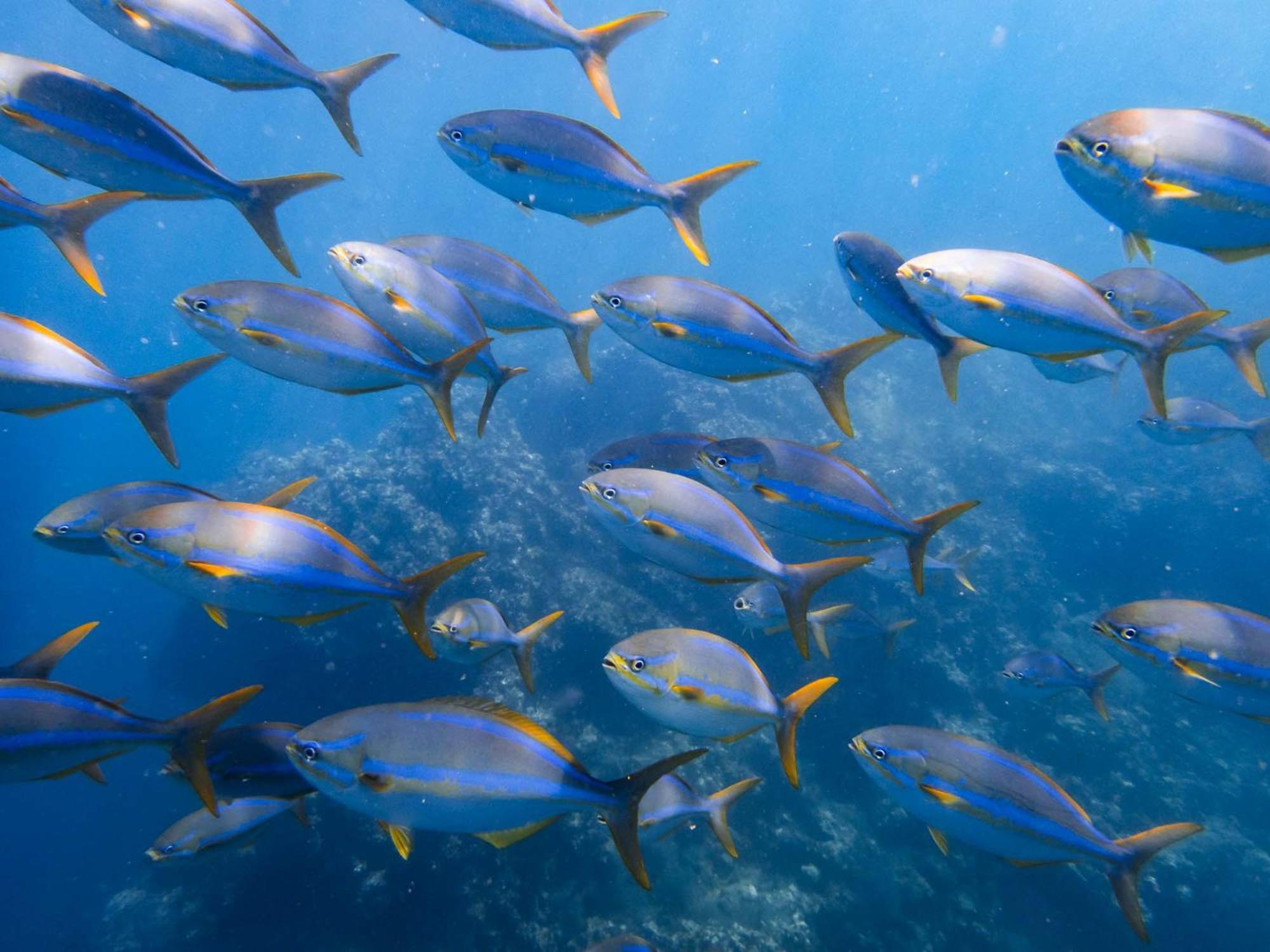 ホテル Sealion Dive Center Topolobampo エクステリア 写真