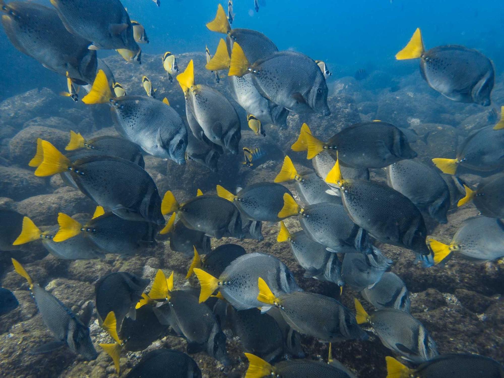 ホテル Sealion Dive Center Topolobampo エクステリア 写真